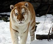 pic for Strange Snow Tiger 